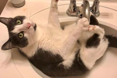 Cat sitting in sink