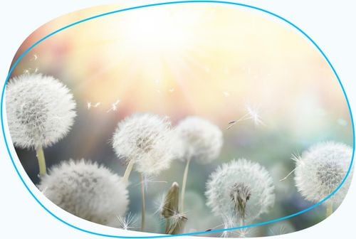 Dandelions blowing in the wind