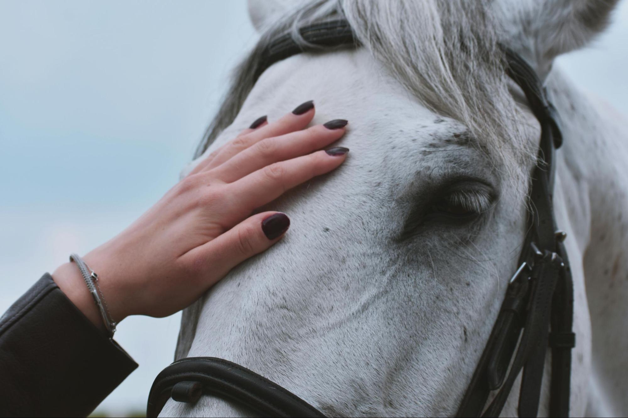 Hand petting a horse's head